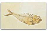 Detailed Fossil Fish (Diplomystus) - Wyoming #331040-1